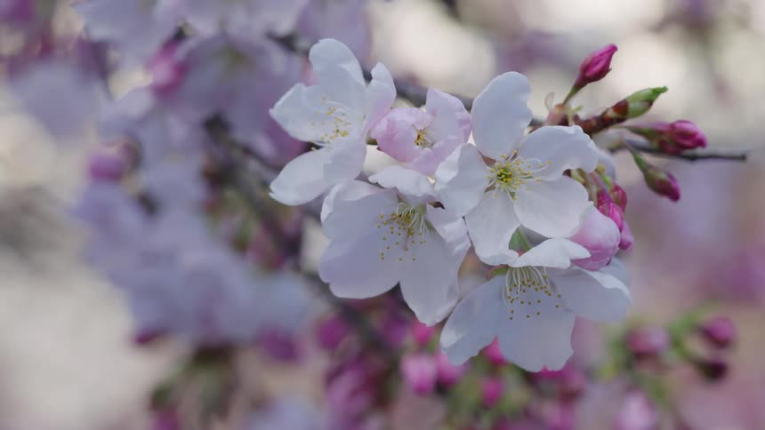 Small flowers start blooming on a tree
