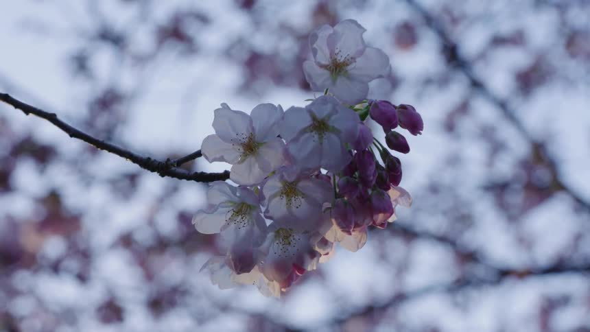 Small white and purple flowers bloom on a tree