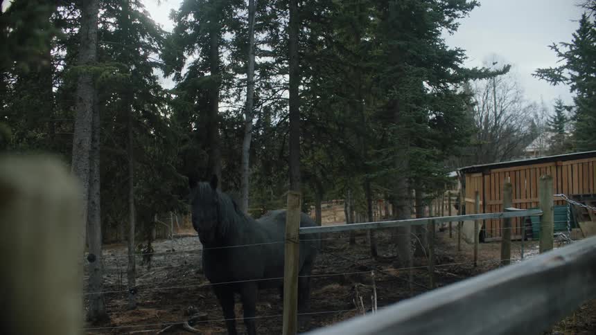 A horse is in a fenced in area at a farm