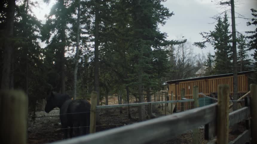 A horse grazes in a fenced off pen