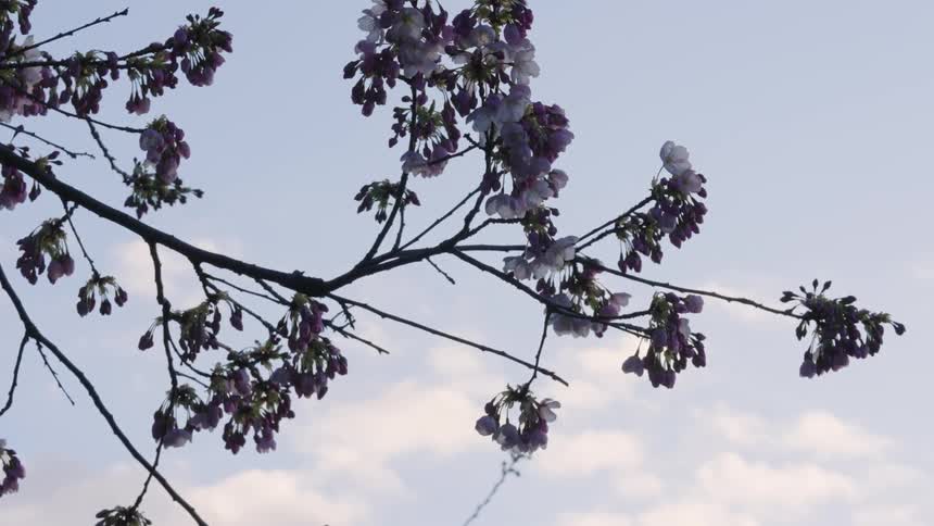 Flowers on a tree branch vibrate in the wind