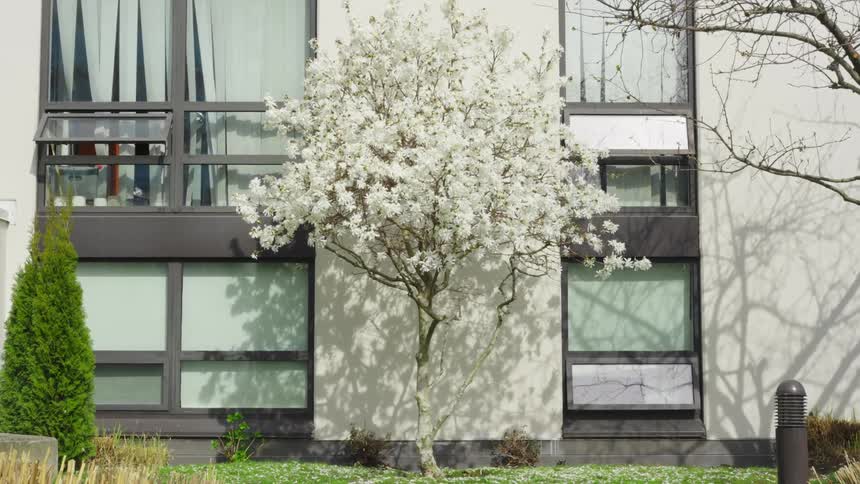 Blooming white flowered tree against building wall flowing in the breeze