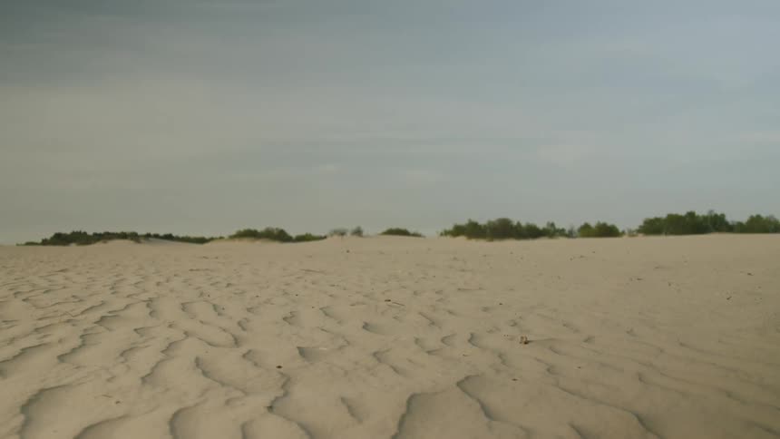Desert sand dunes with ripples and wave patterns from the wind and trees in the distance