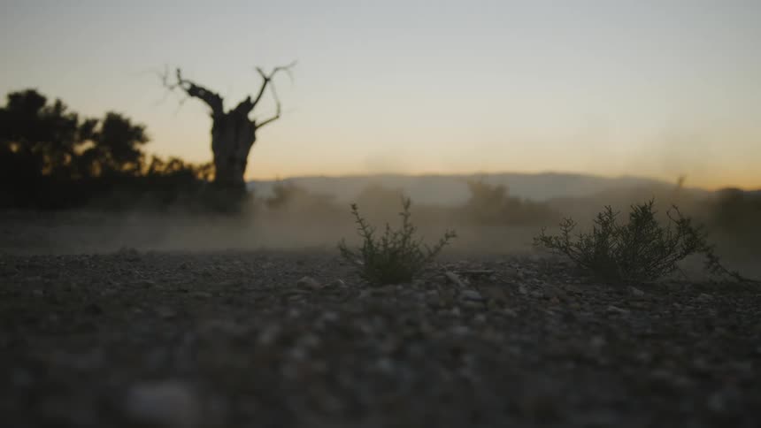 Dust blows over gravel covered ground near trees silhouetted against sunset in the desert