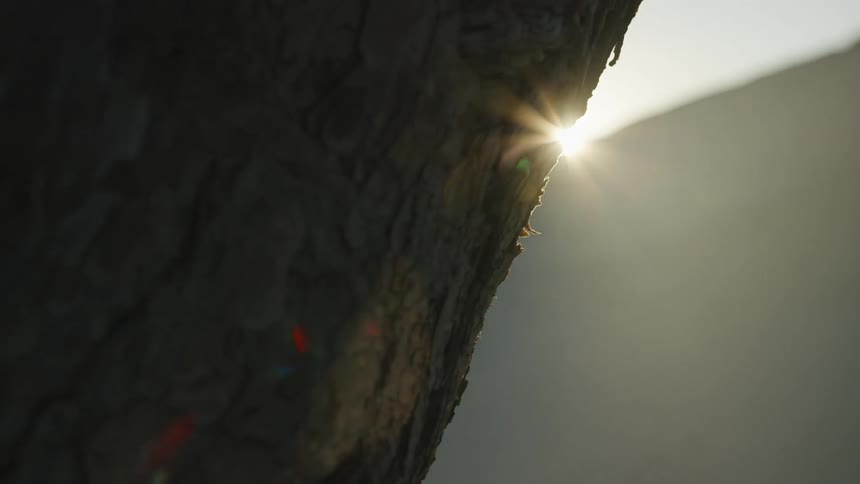 Close up of morning sunlight shining behind a rugged tree trunk in the desert
