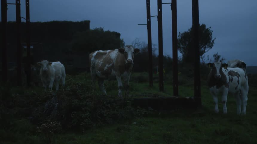 Three cows are standing in the grass eating and staring straight into the camera