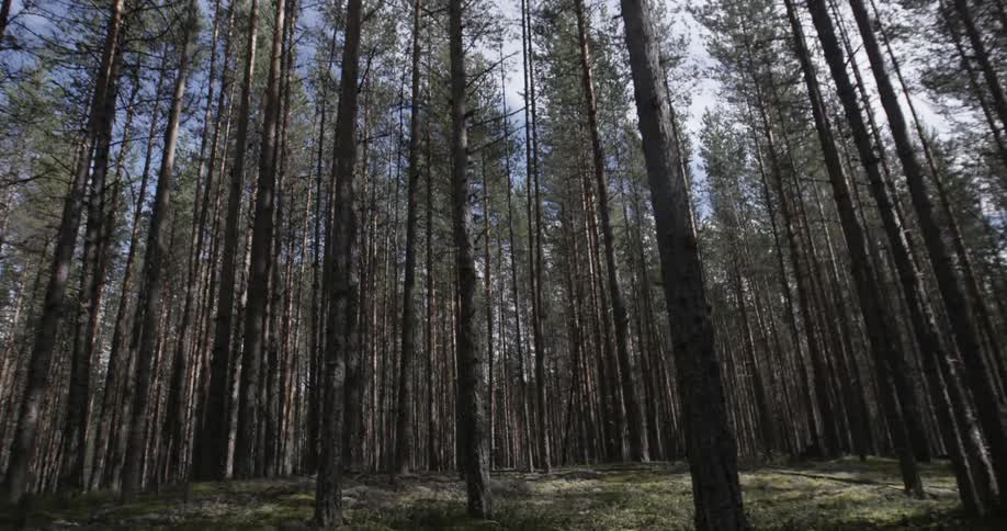 Tall pines casting shadows on a forest floor