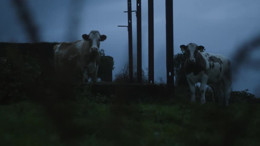 A couple of cows standing in a dark farm field near poles at dusk stare through a fence