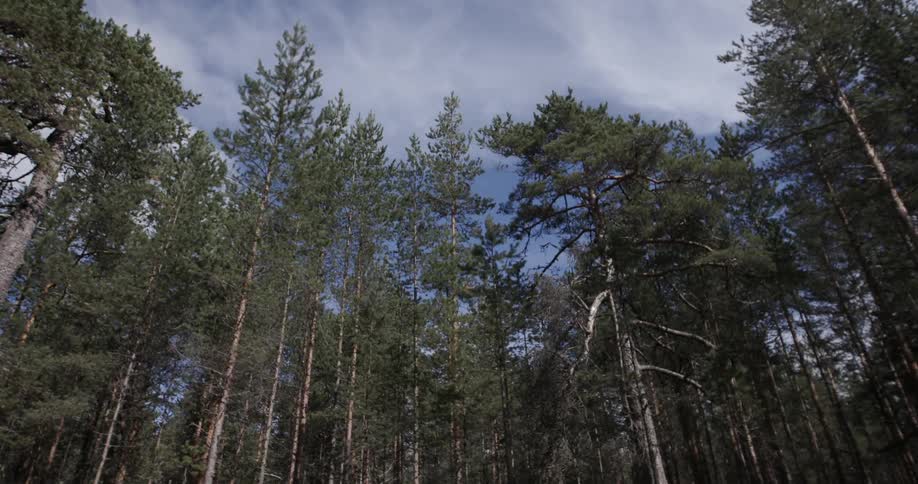 Tall trees against a cloudy sky