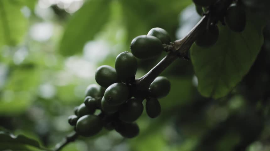 Green coffee cherries clusters on long branch of tree