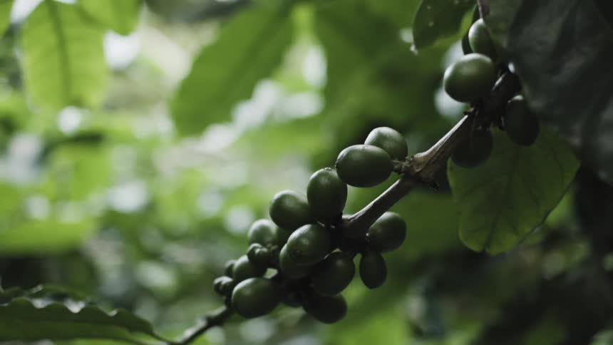 Close up of coffee cherries hanging from a tropical tree branch