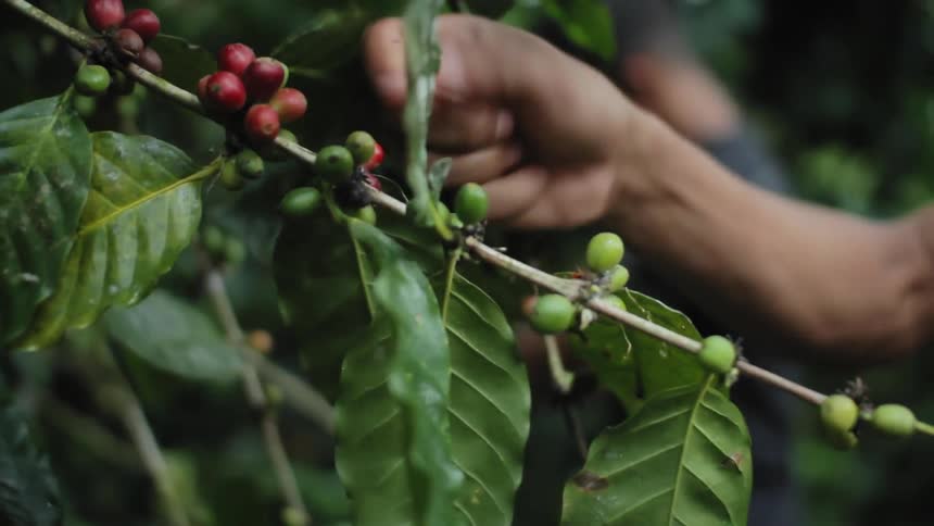 A person picking red and green coffee cherries off a tree