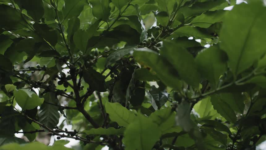 Coffee cherries grow on the branches