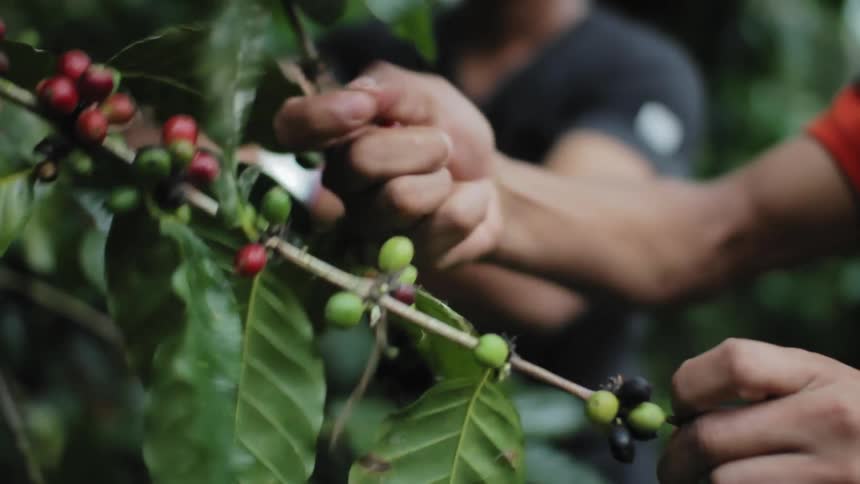 Two men pick ripe coffee cherries from branch of tree