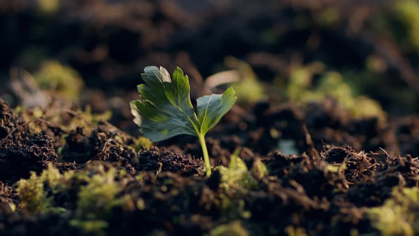 The sun shines on a plant sprout sticking out of the soil surrounded by other vegetation
