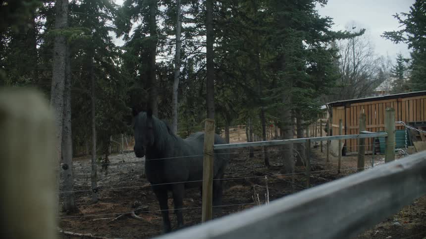 A black horse standing in a fenced in area outdoors near pine tree