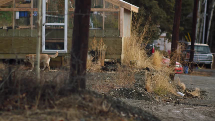 A stray dog wandering around the cabins in the countryside at daytime