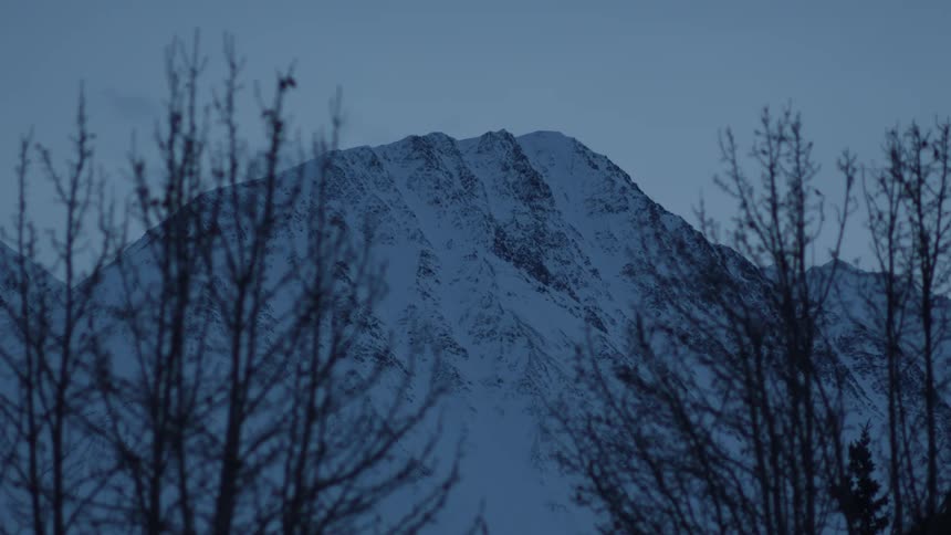 Barren trees with a snow covered mountain in the background at dawn