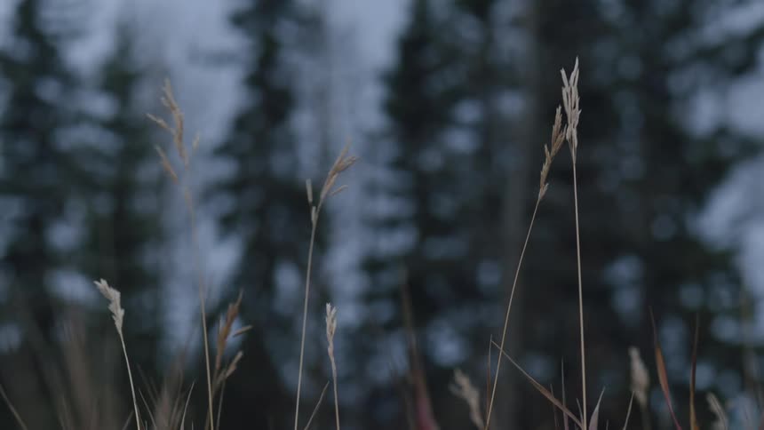 Grass stalks wave in wind in field near conifer trees