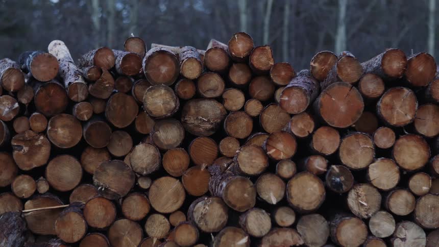 Small round logs cut and stacked on top of each other