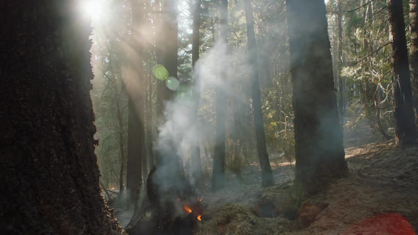 Flames and smoke rise from a tree that is on fire in the woods