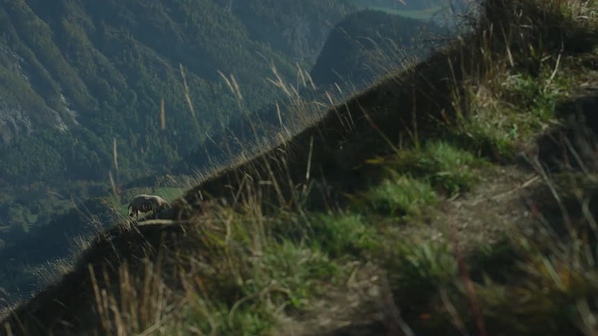 A person is dirt biking through the wilderness