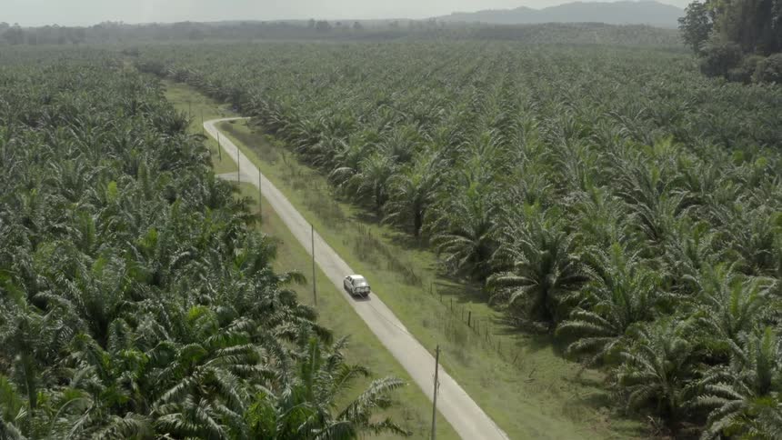 A vehicle drives down a gravel road through a farm past rows of oil palm trees