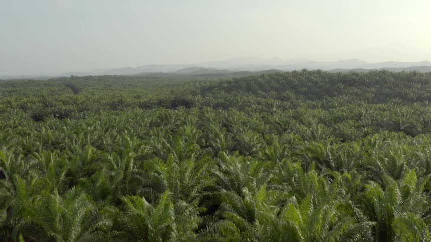 The landscape is full of palm trees