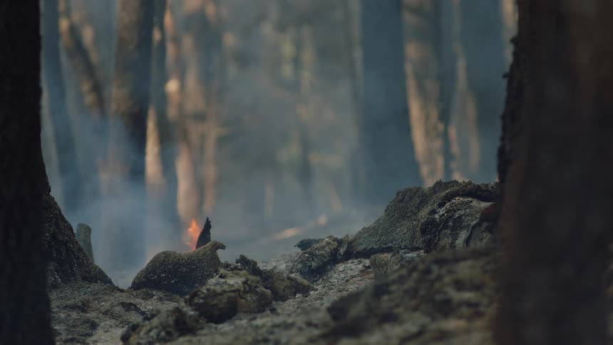 A camp fire smolders in the middle of a forest