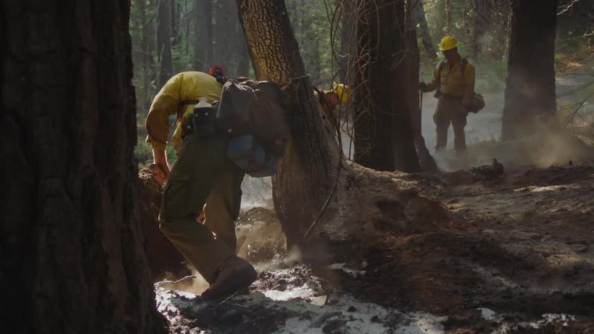Laborers dig near base of trees in woods bordering road