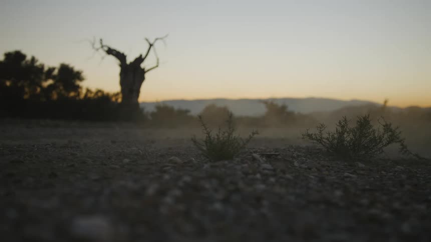 Dust blows over gravel covered ground near trees silhouetted against sunset in the desert