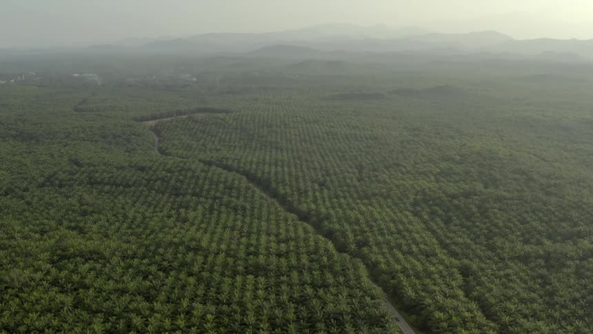 Heavy fog hangs over an endless oil palm plantation