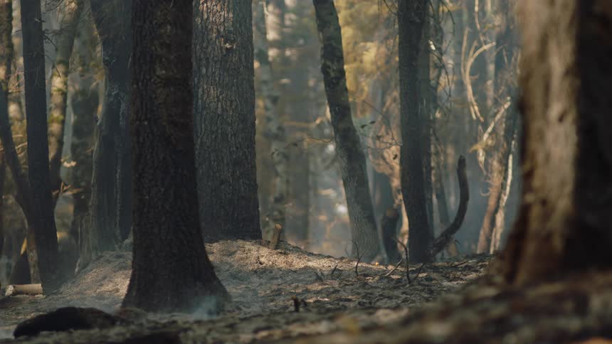 Smoke and flames rise from ground in forest during wildfire