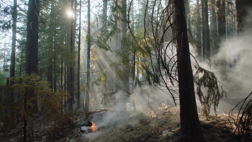 The sun shines through the trees as smoke rises from a fire burning in the forest