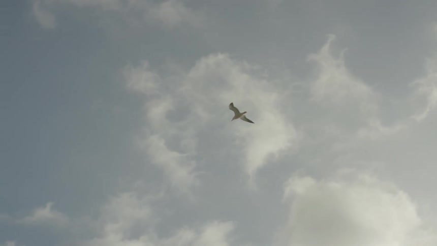 A bird is flying in the cloudy sky during midday