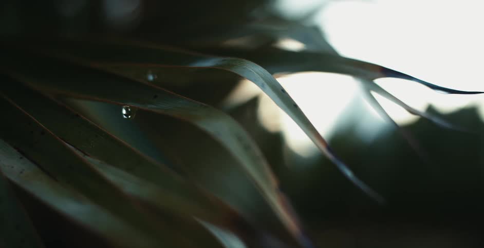 A close up of a green plant with pointy leaves and a water droplet on the edge of a leaf