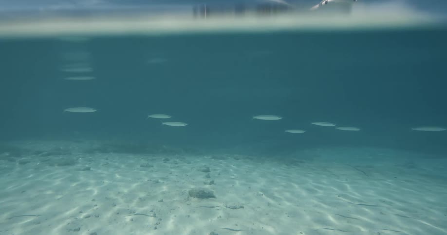 A half under water shot of a man on an air plane floating on the water as he throws an anchor into the water