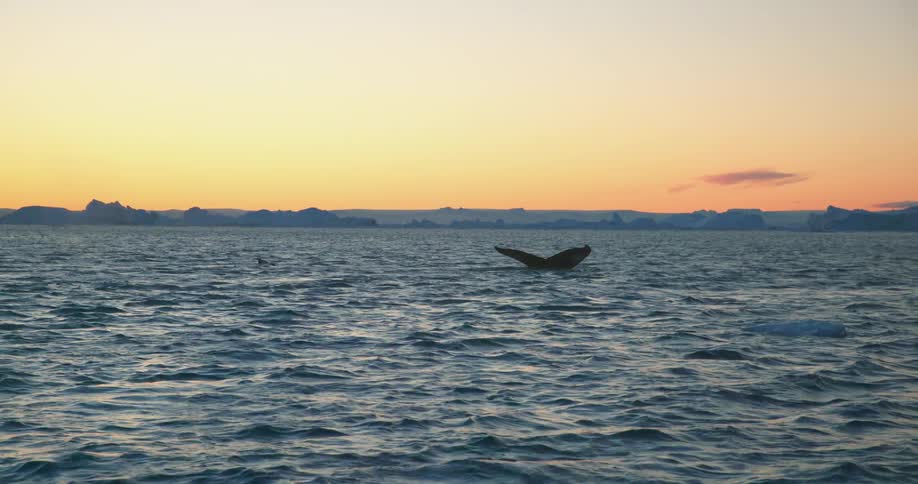 A whale is swimming in the ocean water at sunset