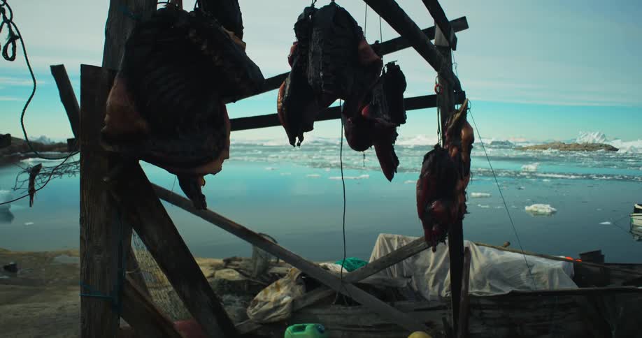 Butchered meat hangs on wooden structure on coast near arctic sea
