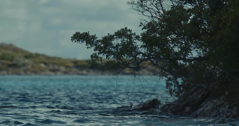 Twisted branches of a small tree hanging over the coastline edge next to a lake