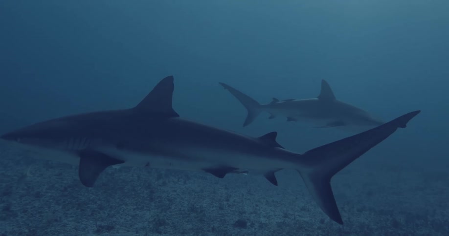 Sharks swim over the seabed in cloudy water as light shines from above