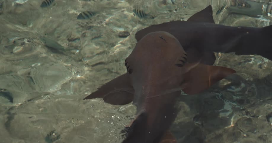 A couple of large maroon fish swimming under the surface on the shallow tropical waters