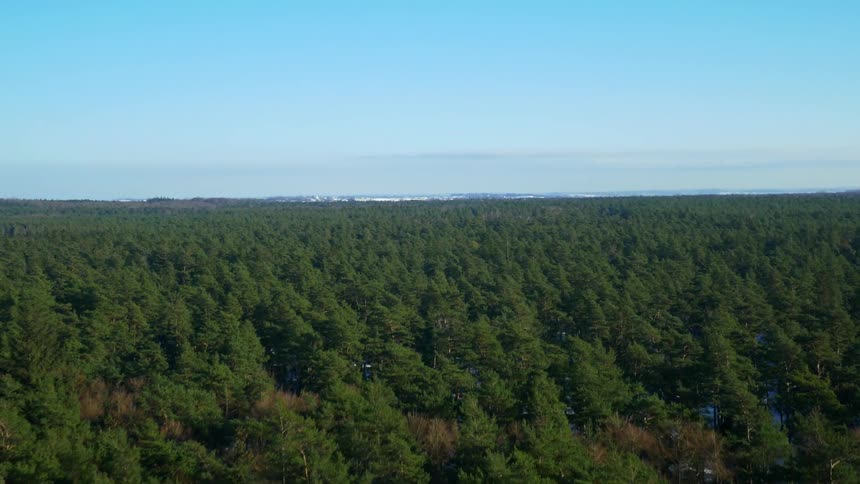 Snow covered ground shows through trees in forest stretching to mountains on the horizon