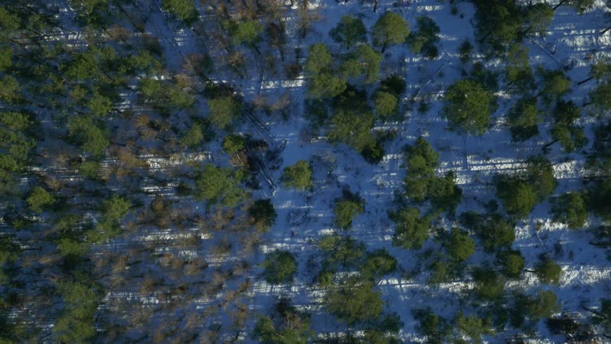 Aerial view of a forest during winter is displayed