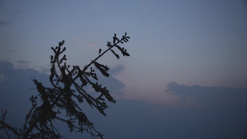 A tree tips over in a smoke filled forest