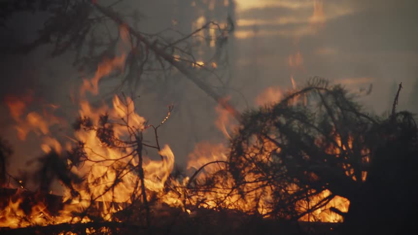Thick smoke rises from flames burning conifer tree in woods