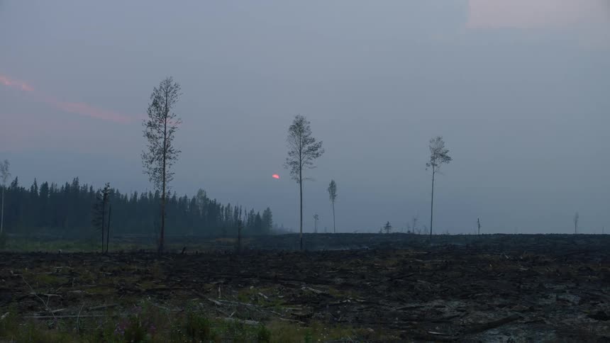 Fog settles over a field and forest