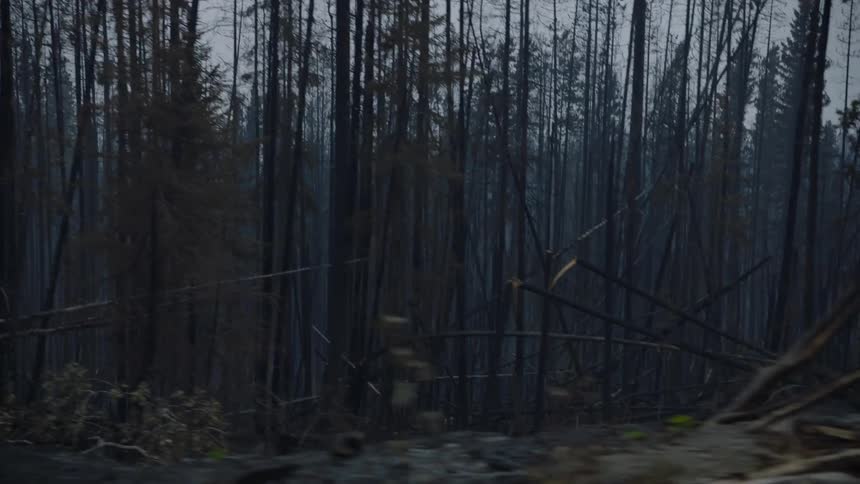 Appears to be running on a path alongside a heavily wooded area at sundown or just after