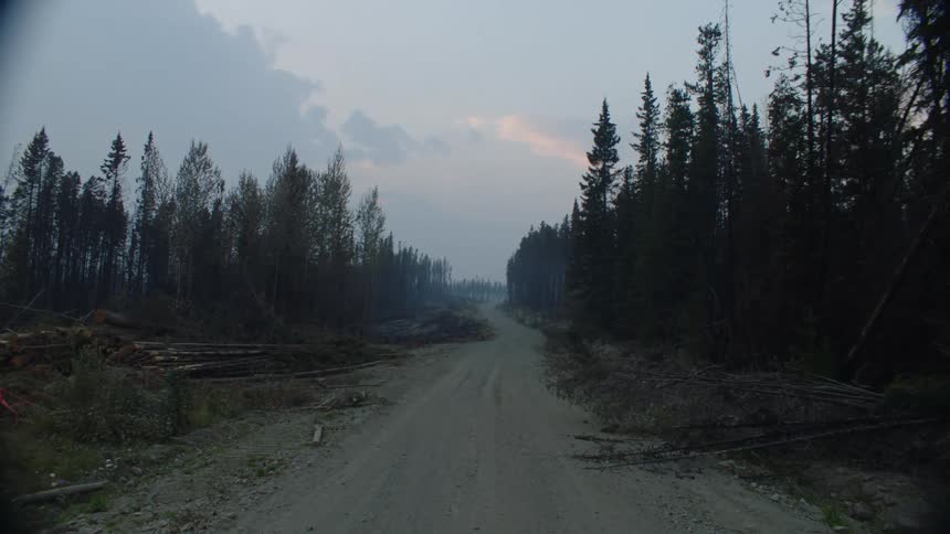 The sun is setting above the forest skyline