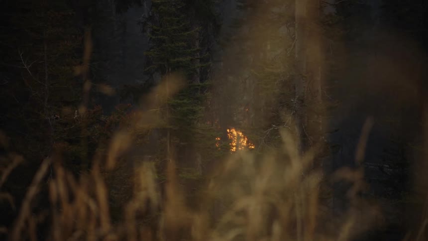 A fire burns in tall grass